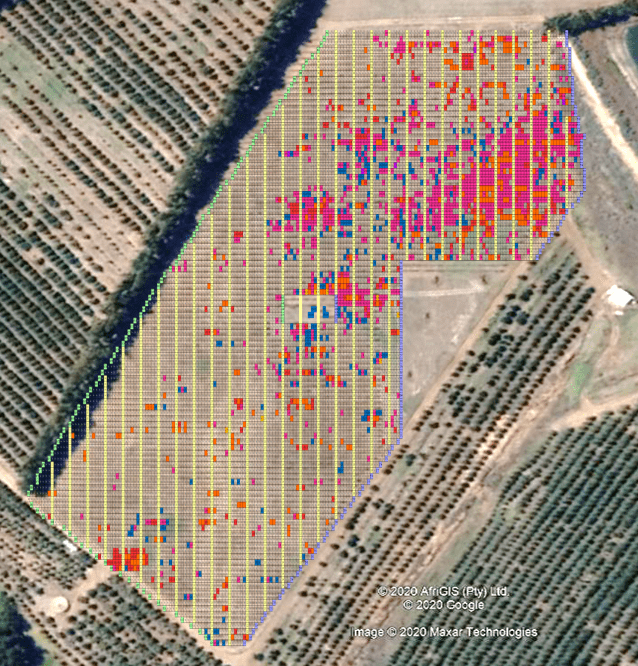 Grapevine leafroll disease map of a vineyard block